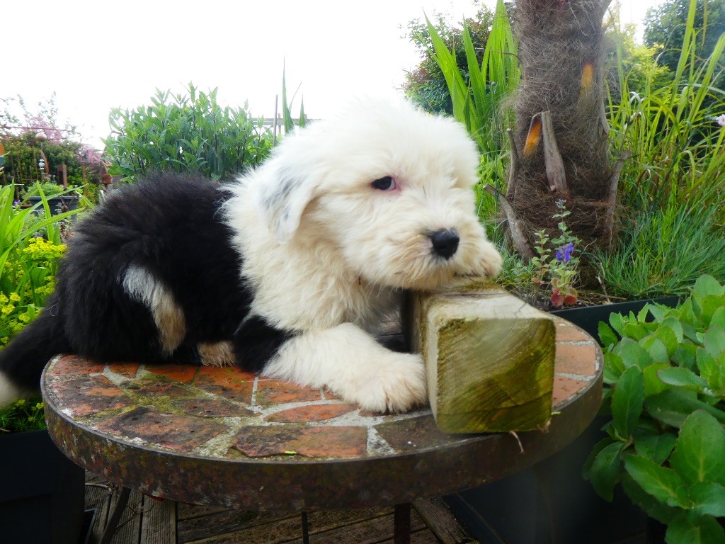 of Mary People - Chiot disponible  - Bobtail