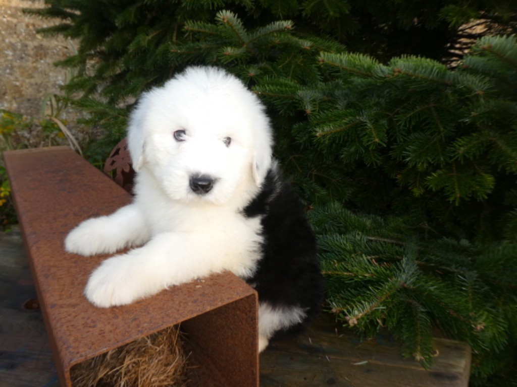 of Mary People - CHIOTS DE SHAGGY DISPONIBLE