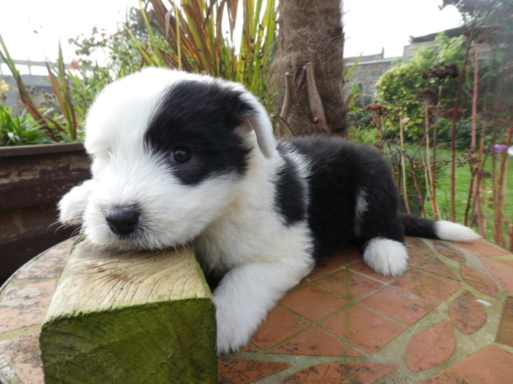 of Mary People - Chiot disponible  - Bobtail