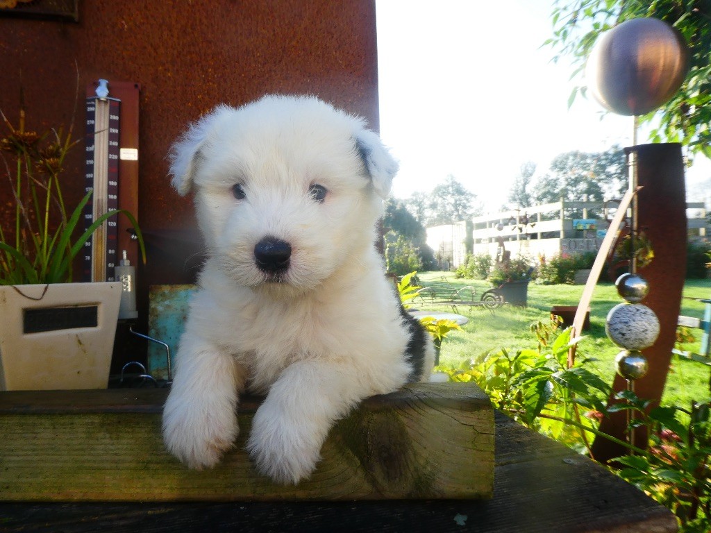 of Mary People - Chiot disponible  - Bobtail