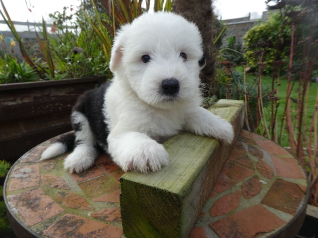 of Mary People - Chiot disponible  - Bobtail