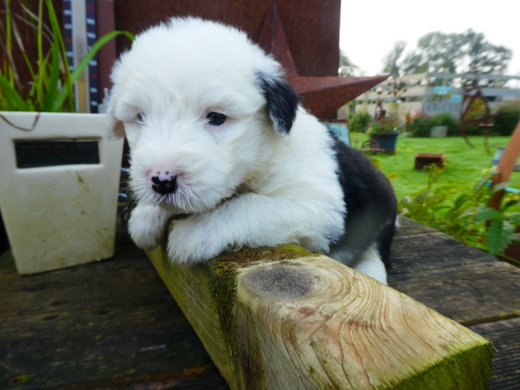 of Mary People - Chiot disponible  - Bobtail