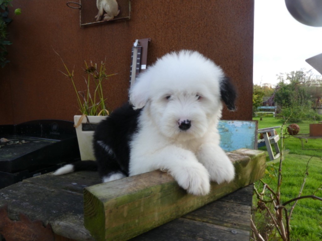 of Mary People - Chiot disponible  - Bobtail