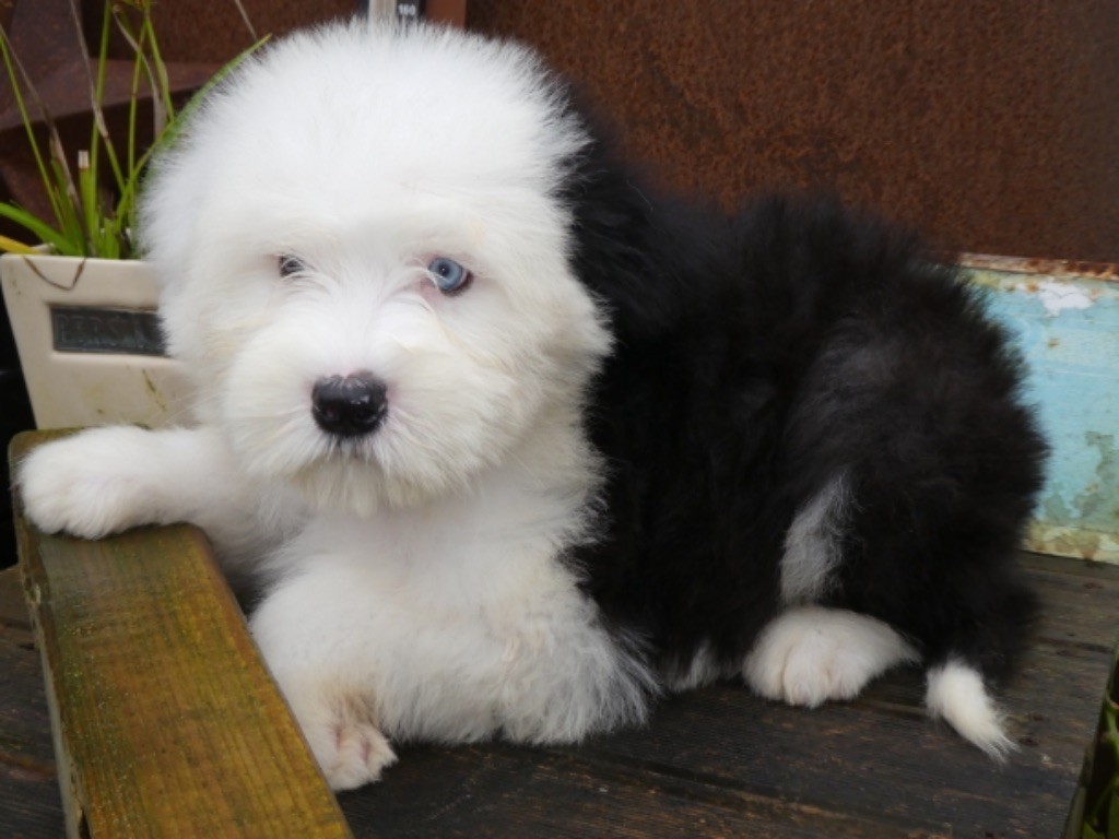 of Mary People - Chiot disponible  - Bobtail