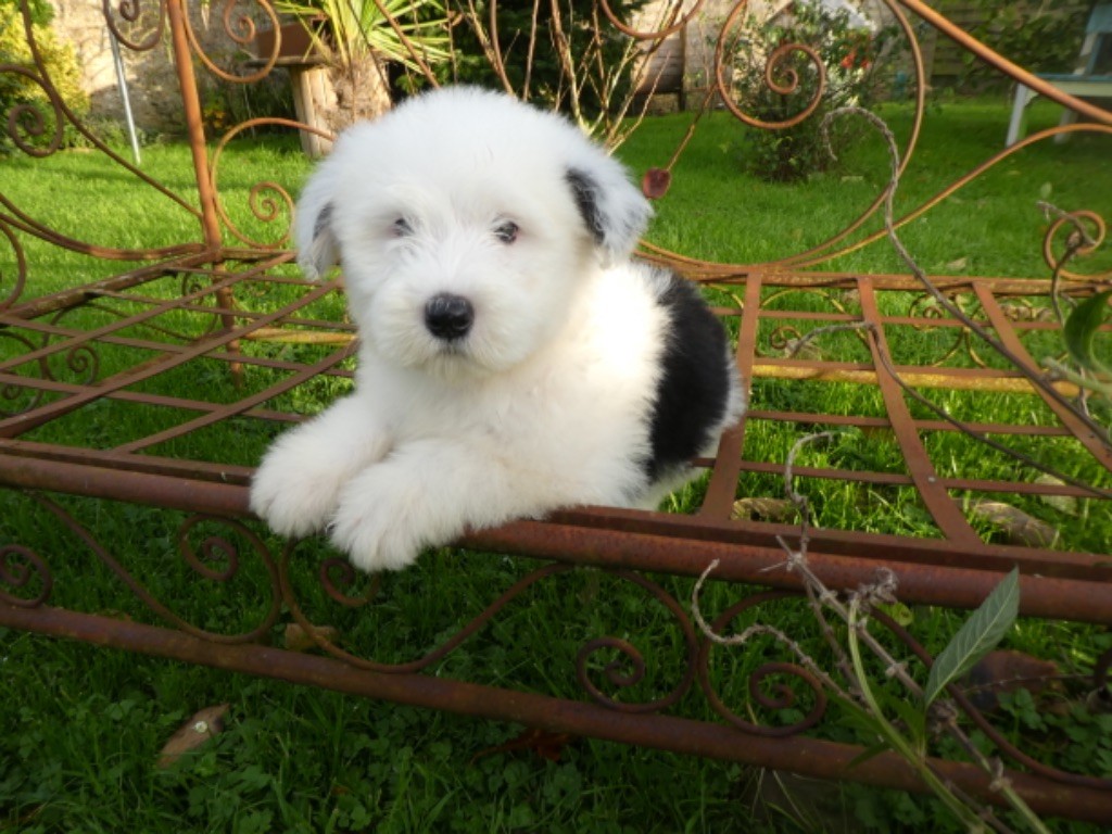 of Mary People - Chiot disponible  - Bobtail