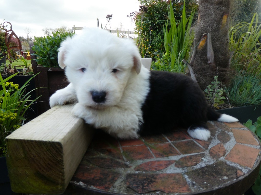 of Mary People - Chiot disponible  - Bobtail