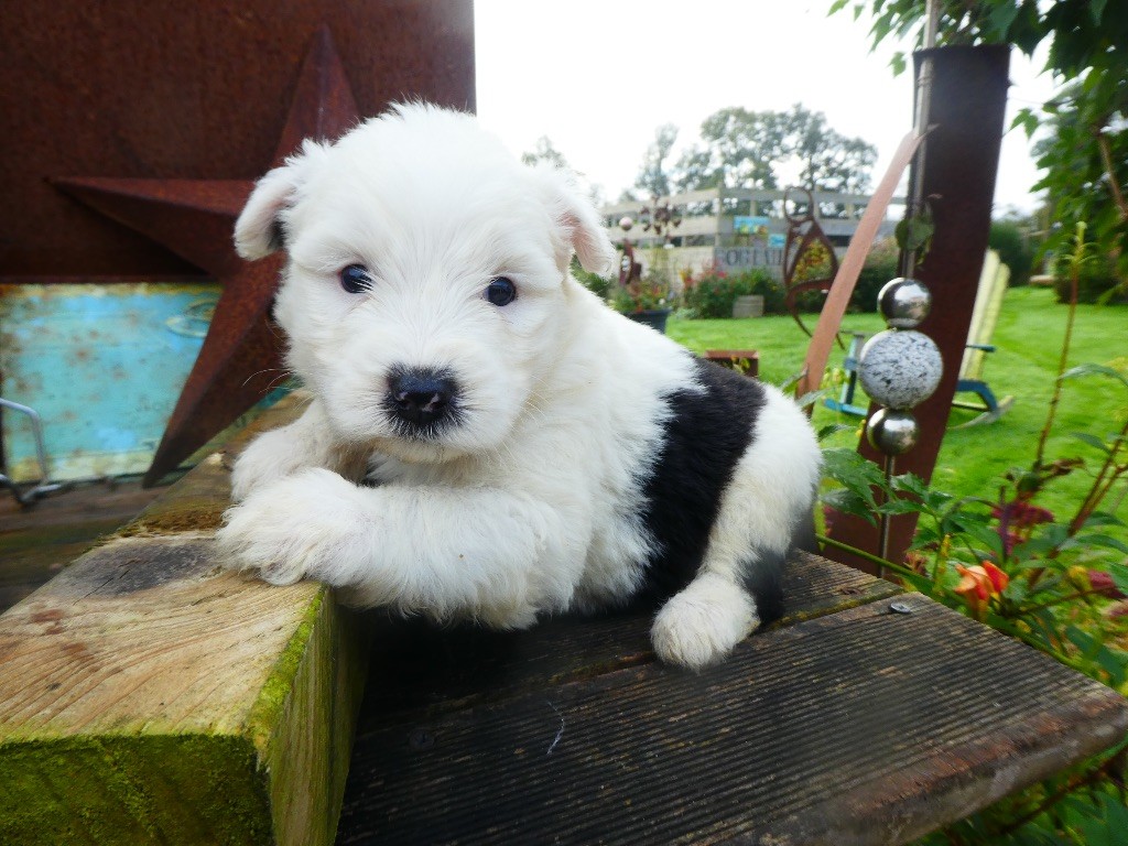 of Mary People - Chiot disponible  - Bobtail