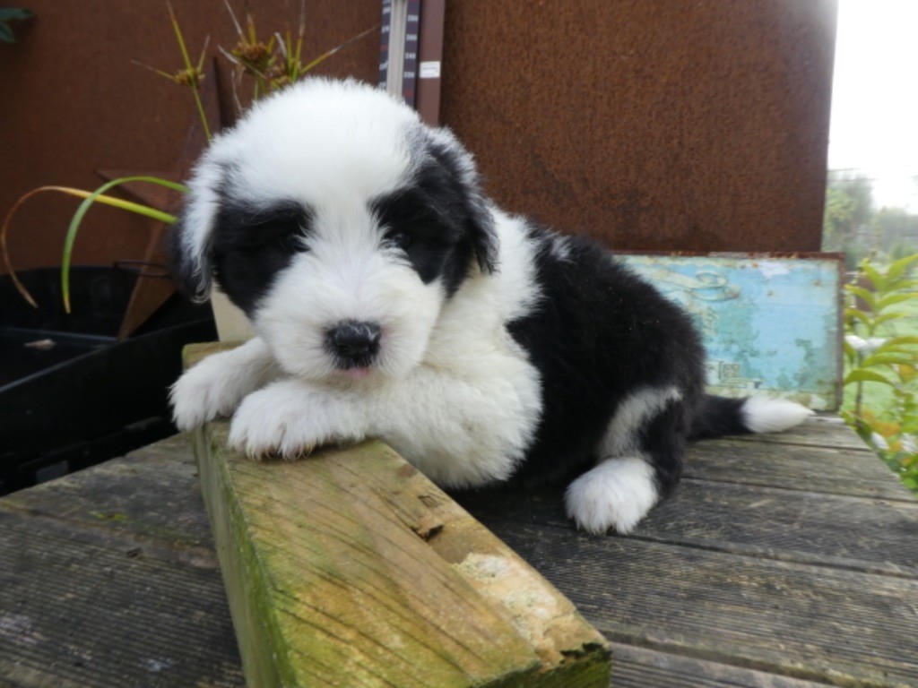 of Mary People - Chiot disponible  - Bobtail