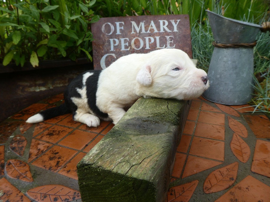of Mary People - Chiots disponibles - Bobtail