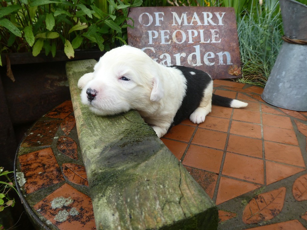 of Mary People - Chiots disponibles - Bobtail