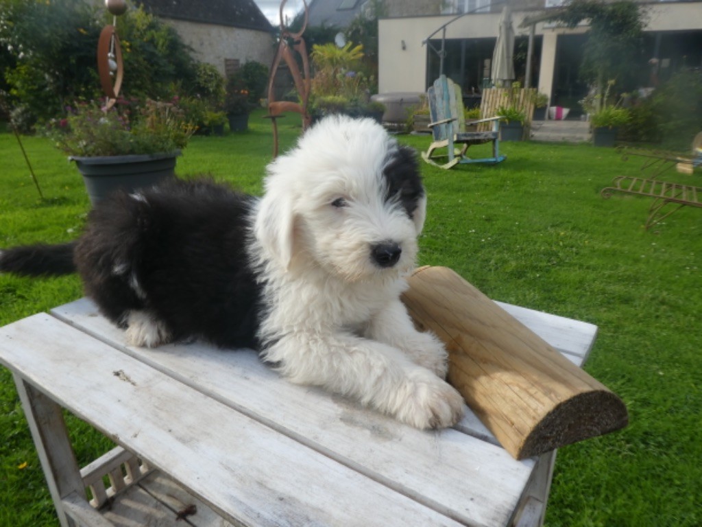of Mary People - Chiots disponibles - Bobtail