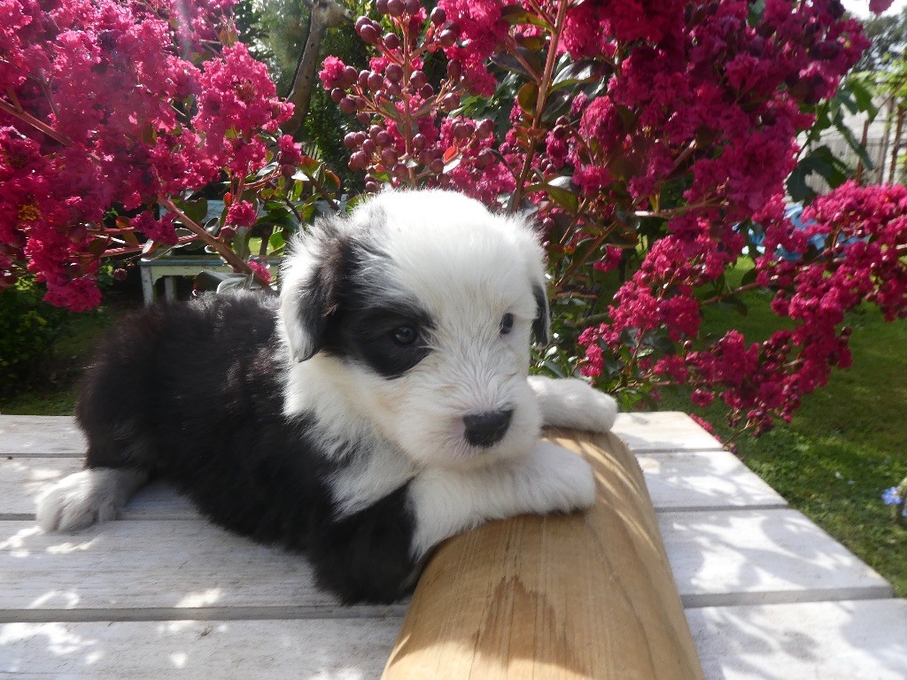 of Mary People - Chiots disponibles - Bobtail