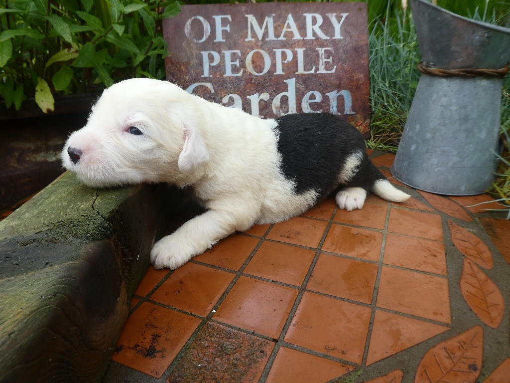 of Mary People - Chiots disponibles - Bobtail