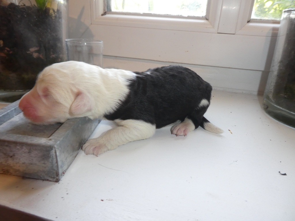 of Mary People - Chiots disponibles - Bobtail