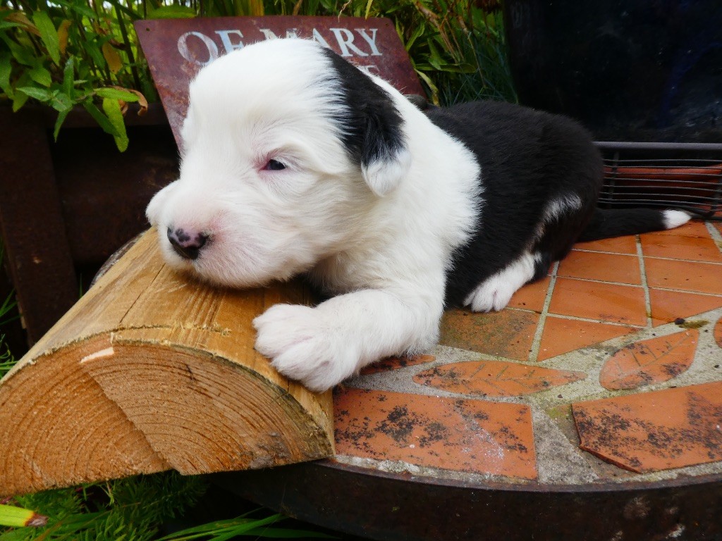 of Mary People - Chiots disponibles - Bobtail