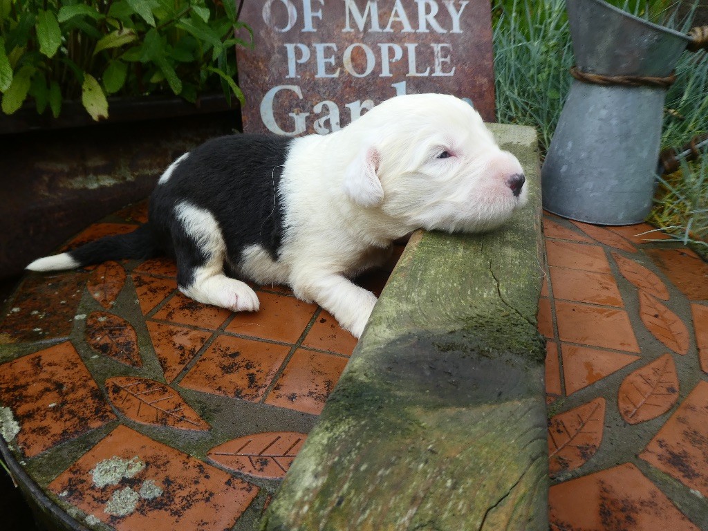 of Mary People - Chiots disponibles - Bobtail