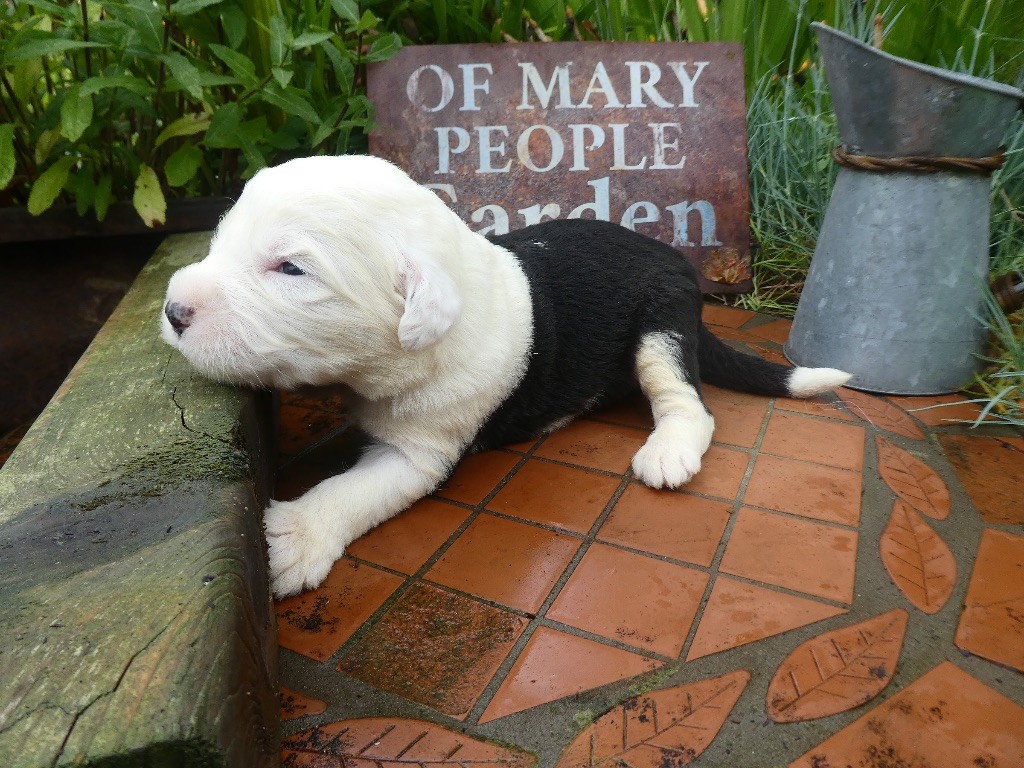 of Mary People - Chiots disponibles - Bobtail