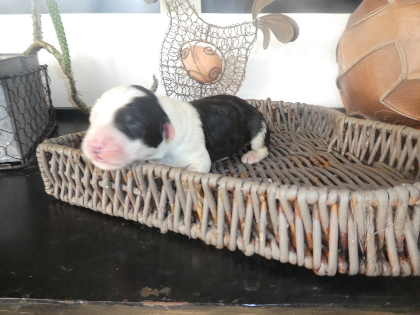 of Mary People - Chiots disponibles - Bobtail