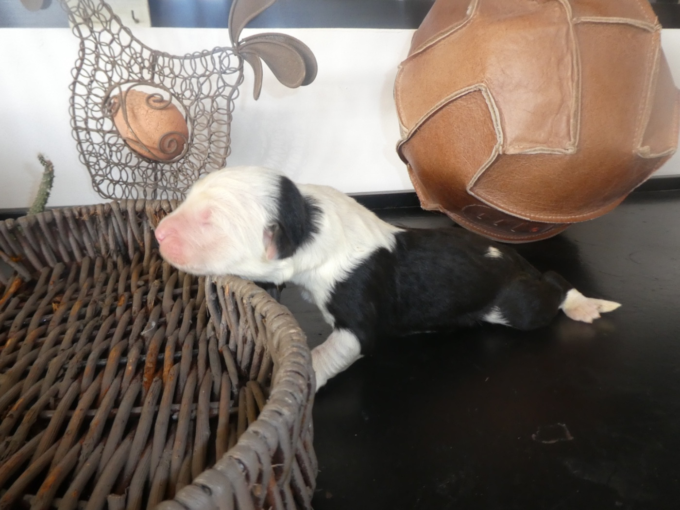 of Mary People - Chiots disponibles - Bobtail