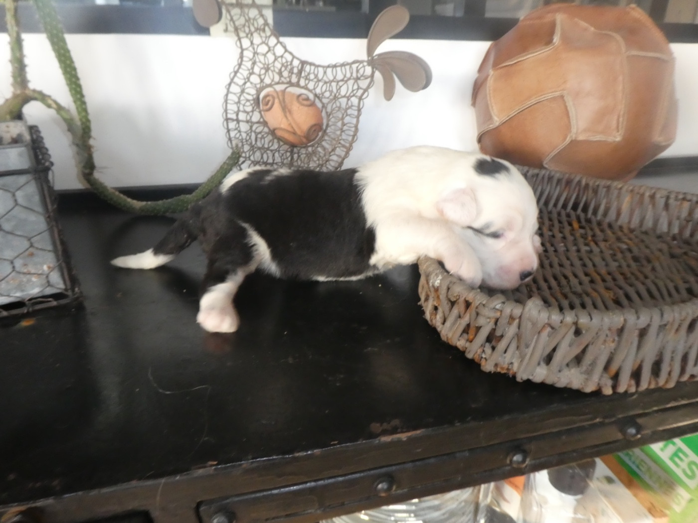 of Mary People - Chiots disponibles - Bobtail