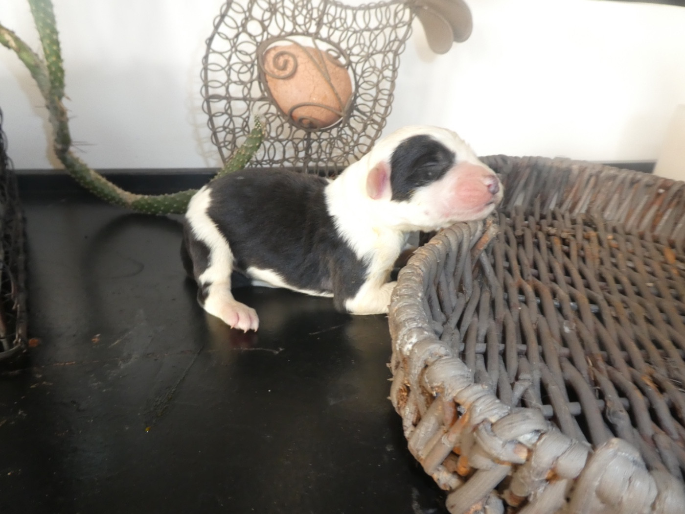 of Mary People - Chiots disponibles - Bobtail