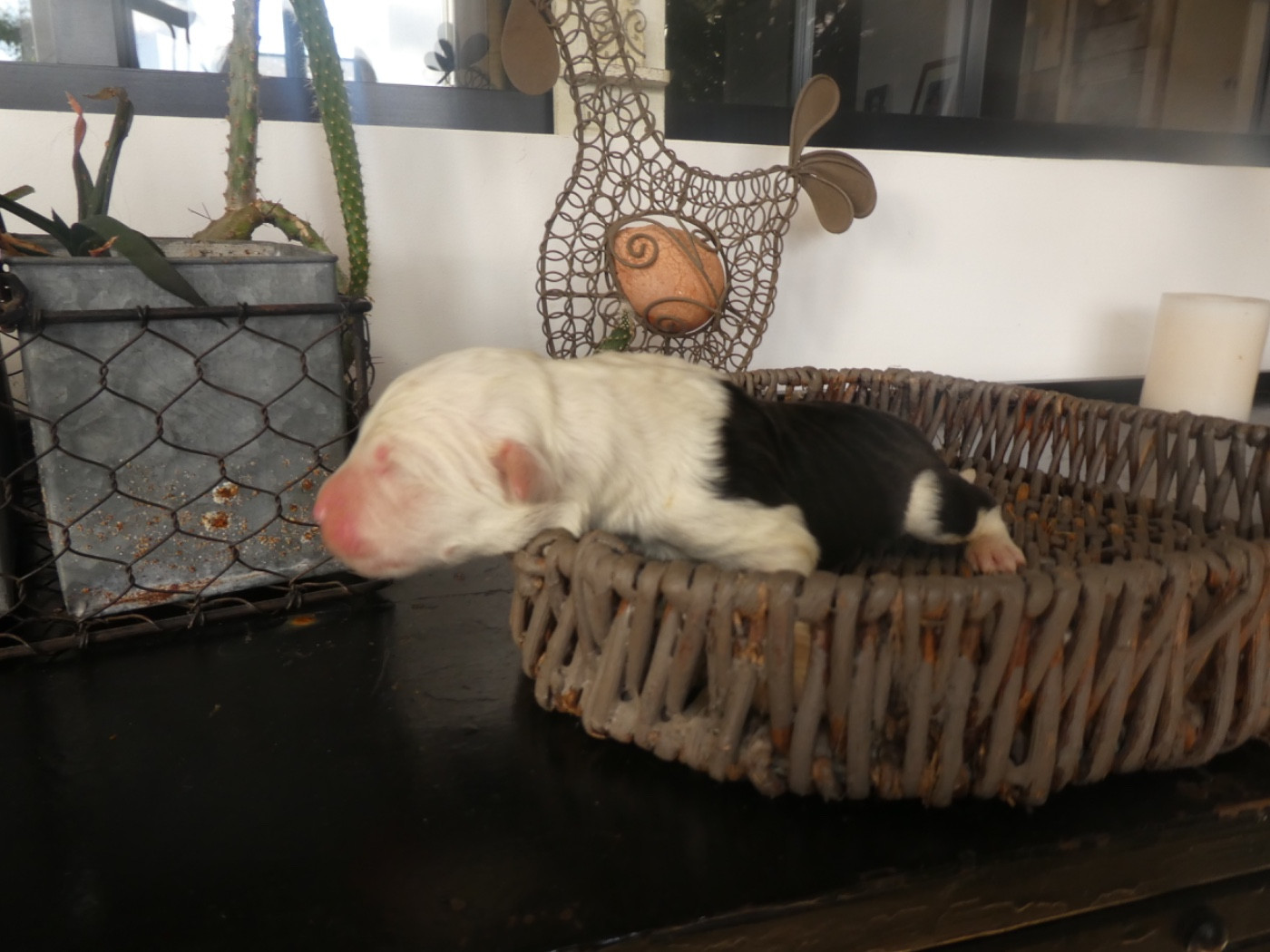 of Mary People - Chiots disponibles - Bobtail