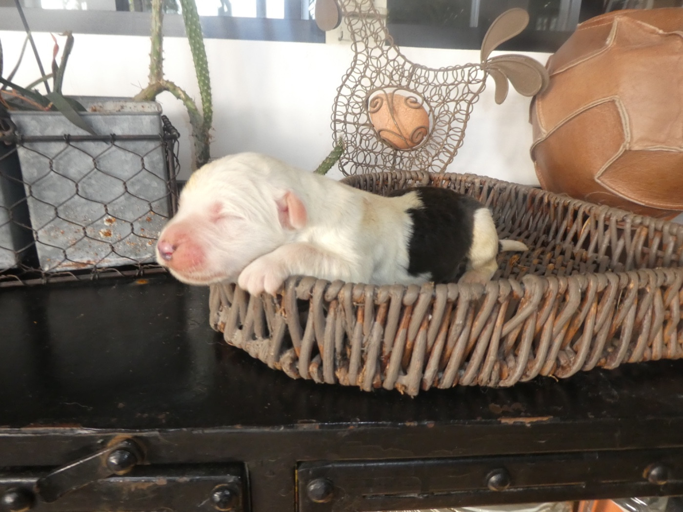 of Mary People - Chiots disponibles - Bobtail