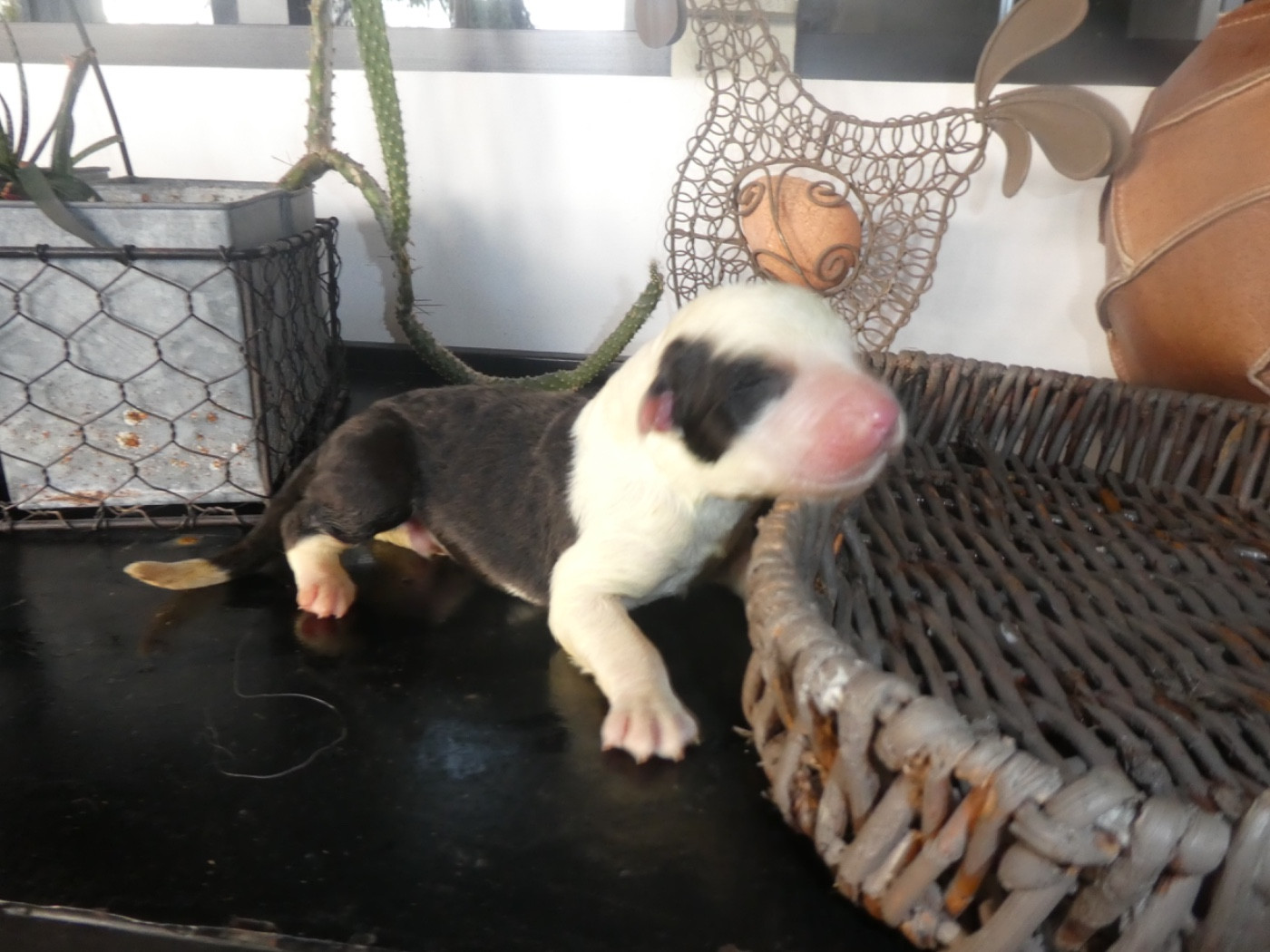 of Mary People - Chiots disponibles - Bobtail