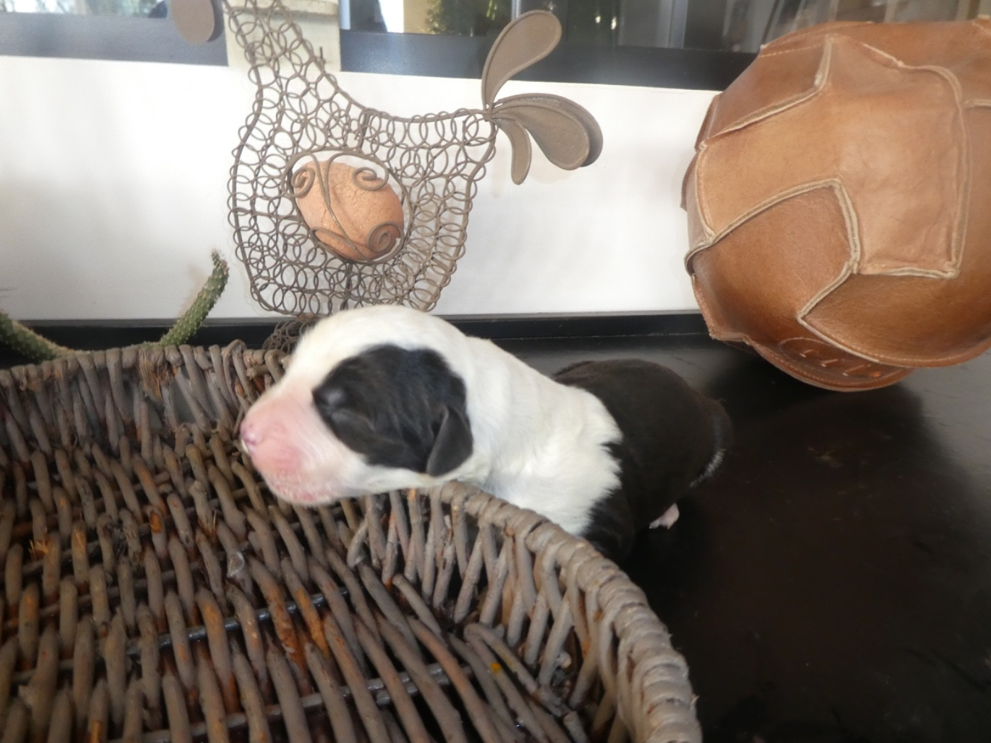 of Mary People - Chiots disponibles - Bobtail