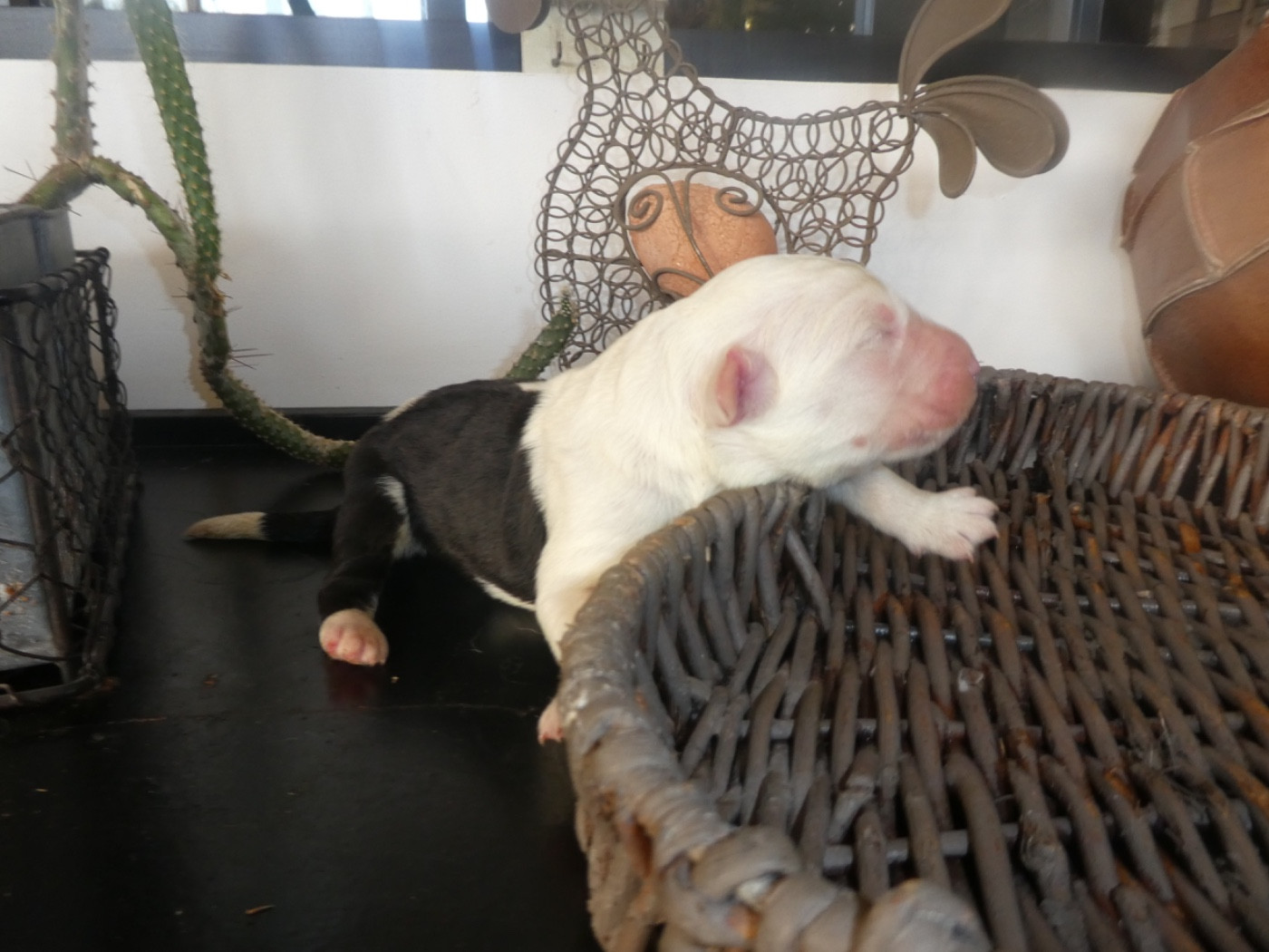 of Mary People - Chiots disponibles - Bobtail