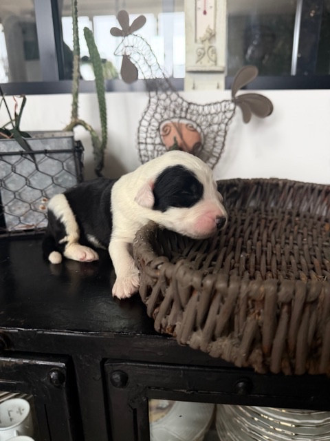 of Mary People - Chiots disponibles - Bobtail