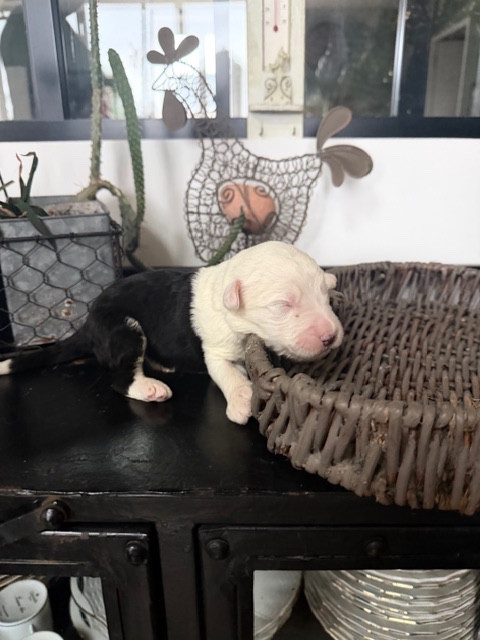 of Mary People - Chiots disponibles - Bobtail