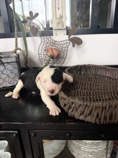 of Mary People - Chiots disponibles - Bobtail