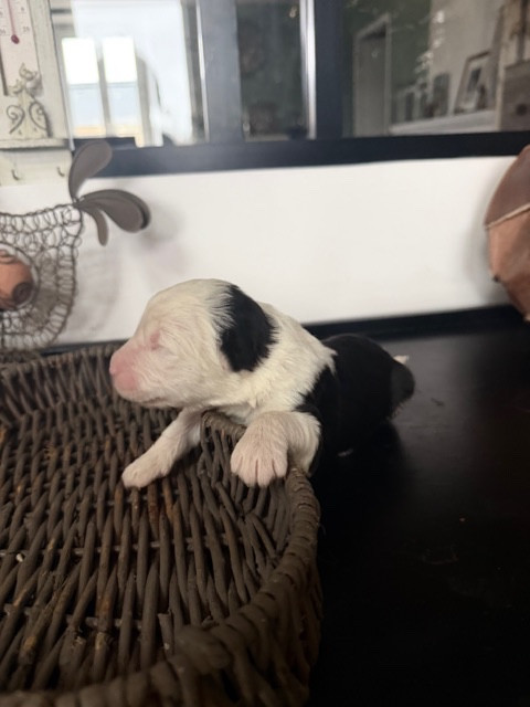 of Mary People - Chiots disponibles - Bobtail