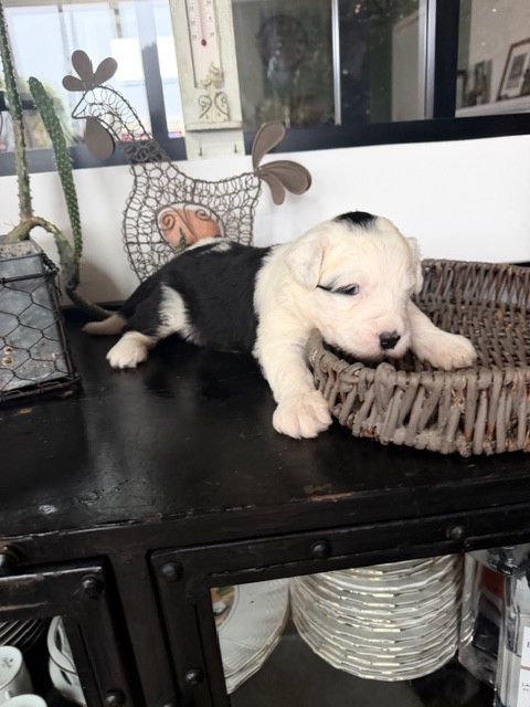 of Mary People - Chiots disponibles - Bobtail