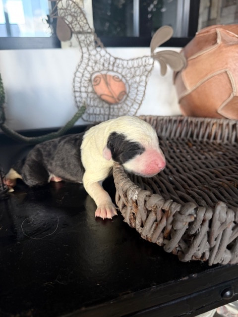 of Mary People - Chiots disponibles - Bobtail