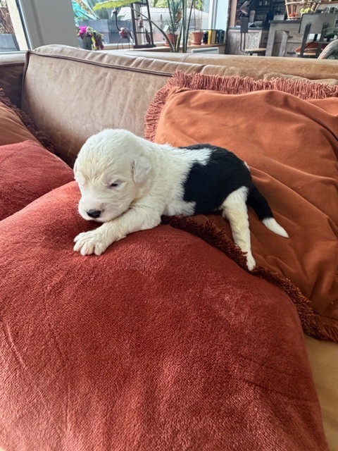 of Mary People - Chiots disponibles - Bobtail