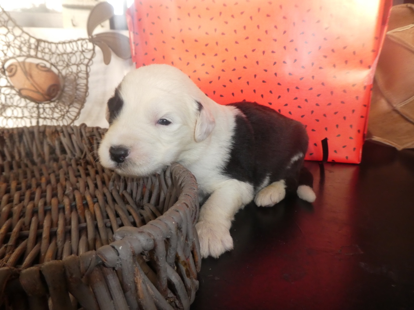 of Mary People - Chiots disponibles - Bobtail