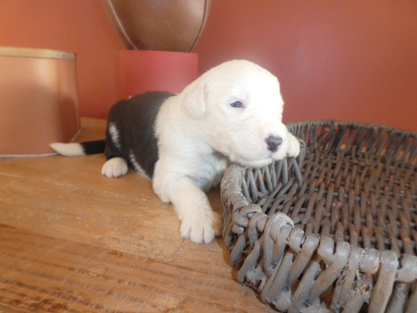 of Mary People - Chiots disponibles - Bobtail