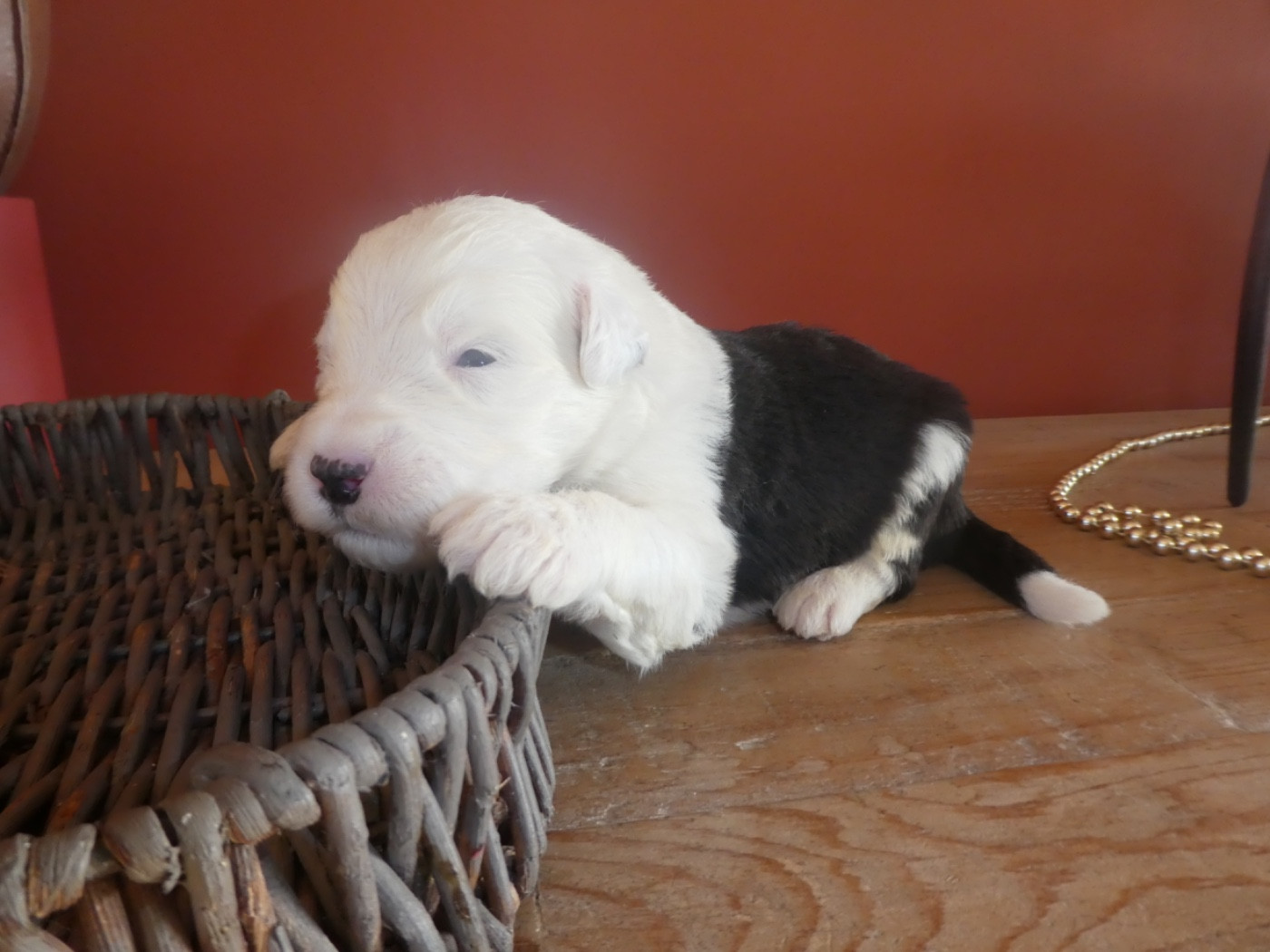 of Mary People - Chiots disponibles - Bobtail