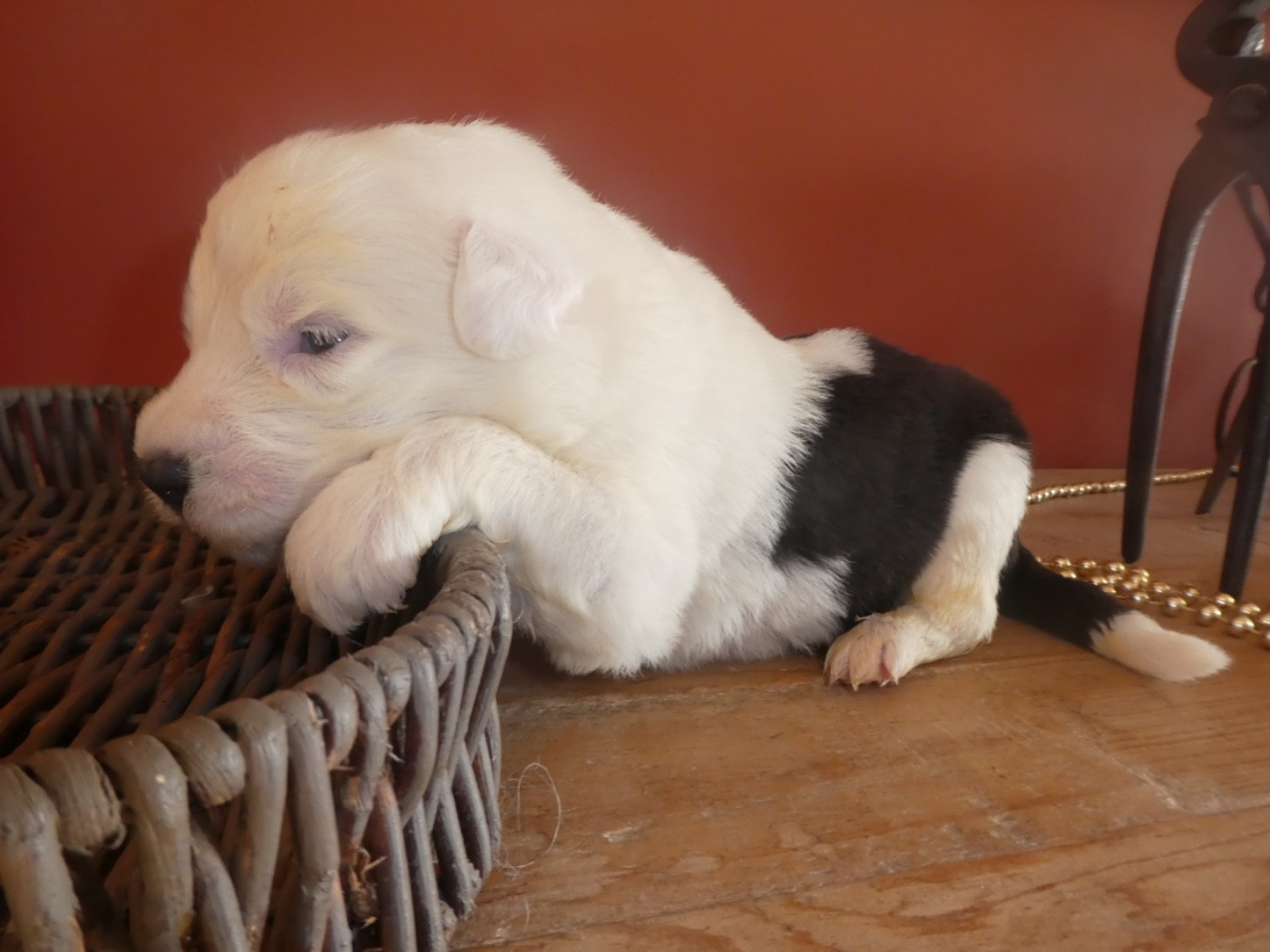 of Mary People - Chiots disponibles - Bobtail