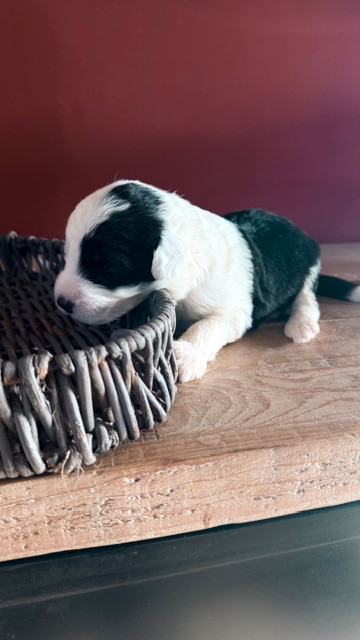 of Mary People - Chiots disponibles - Bobtail