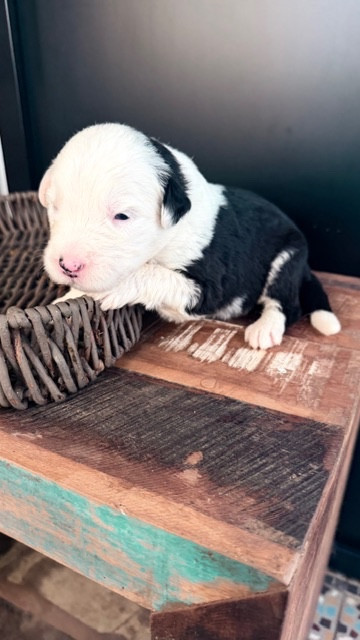 of Mary People - Chiots disponibles - Bobtail