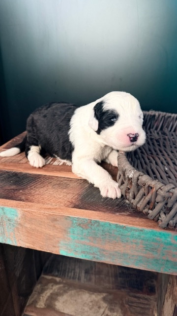 of Mary People - Chiots disponibles - Bobtail