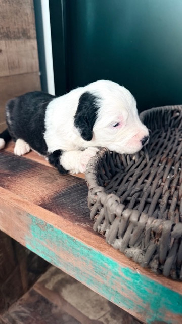 of Mary People - Chiots disponibles - Bobtail