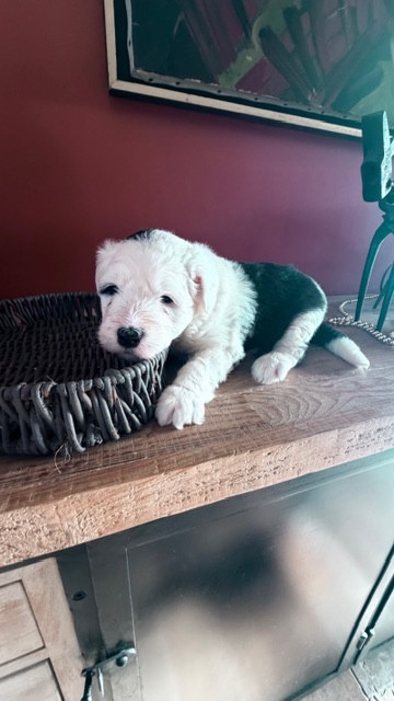 of Mary People - Chiots disponibles - Bobtail