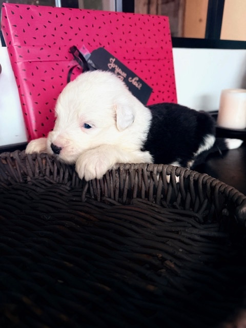 of Mary People - Chiots disponibles - Bobtail