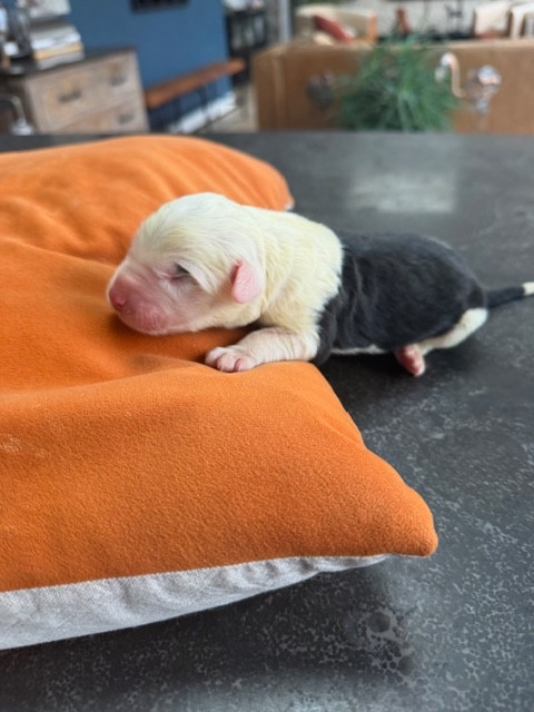 of Mary People - Chiots disponibles - Bobtail