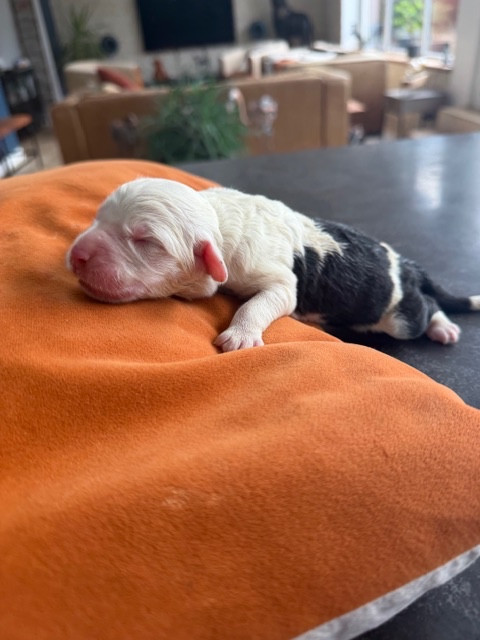 of Mary People - Chiots disponibles - Bobtail