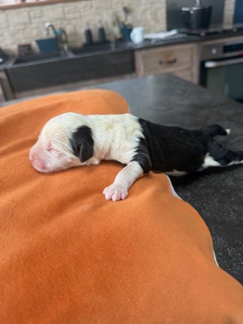 of Mary People - Chiots disponibles - Bobtail